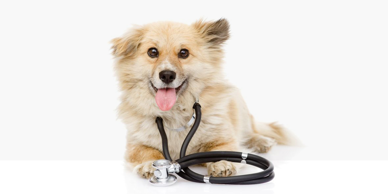 Oaklands Veterinary Hospital: the kind of care your pets deserve.