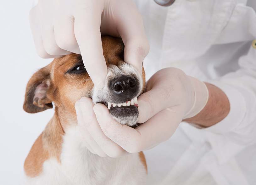 Dental disease is the single most common health issue affecting pets of all ages, shapes and sizes.